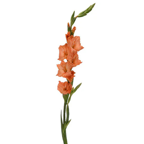 Orange Gladiolus – bulk wholesale flowers Albuquerque Flower Market