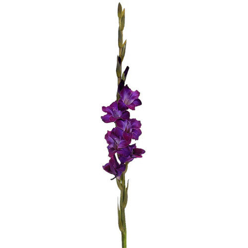 Purple Gladiolus – bulk wholesale flowers Albuquerque Flower Market