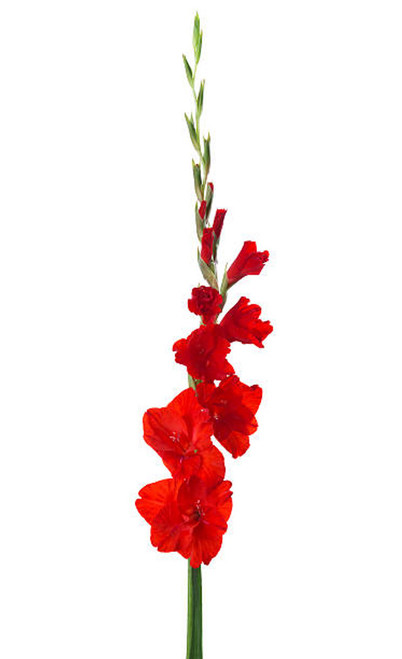 Red Gladiolus – bulk wholesale flowers Albuquerque Flower Market