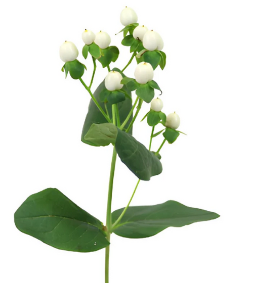 White Hypericum – bulk wholesale flowers Albuquerque Flower Market