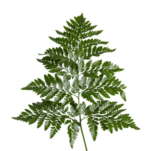 Leather Leaf Bunch – bulk wholesale greenery Albuquerque Flower Market