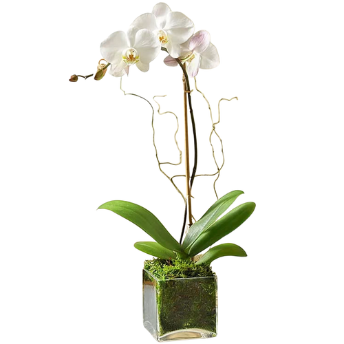 Timeless Orchid white phalaenopsis orchid in decorative container pickup Albuquerque NM
