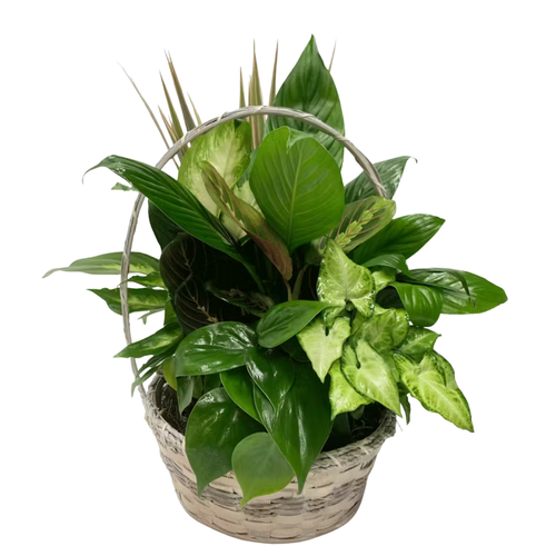 Nature’s Nest basket of mixed green plants pickup Albuquerque NM