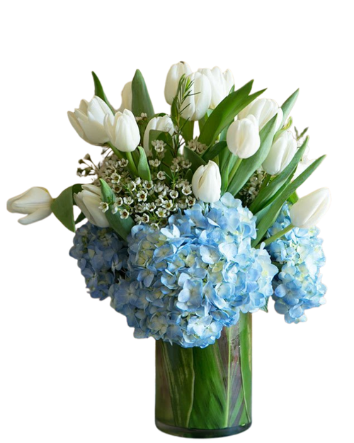 Serene Tulip Garden white tulips blue hydrangea and wax flower in glass cylinder vase – tulip flower delivery Albuquerque New Mexico