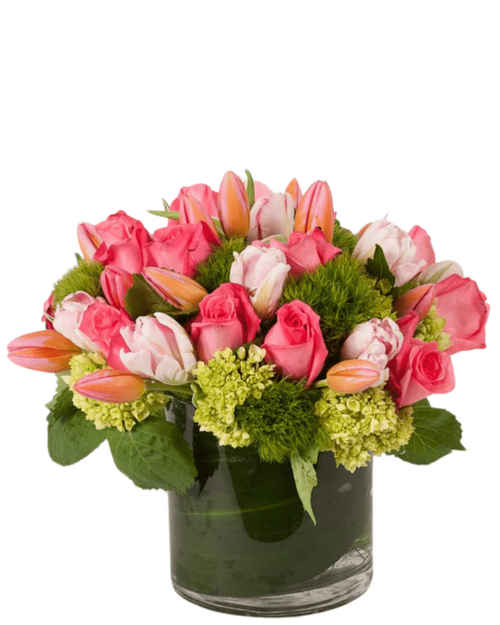 Tulip Romance arrangement with pink roses light pink tulips mini green hydrangea and green trick dianthus in cylinder vase – flower delivery Albuquerque New Mexico