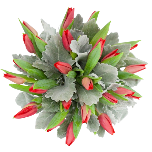 Crimson Tulip Elegance farm fresh bouquet with red tulips and dusty miller – tulip bouquet Albuquerque New Mexico