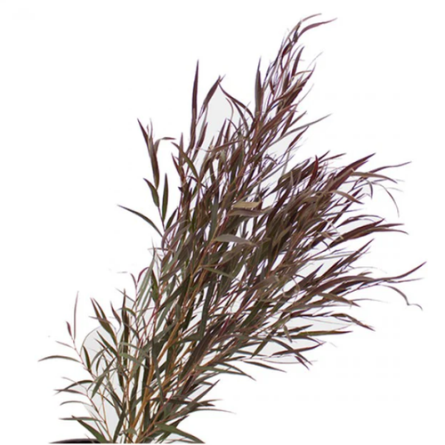 Agonis burgundy bulk greenery with red tones for weddings and floral design in Albuquerque New Mexico