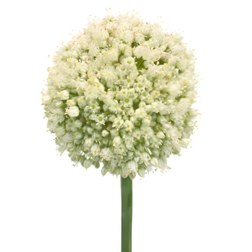 White allium globe flowers bulk with round blooms for weddings and floral design in Albuquerque New Mexico