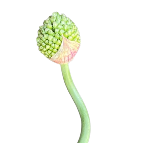 Allium Green Berry bulk flowers with clustered green buds for weddings and floral design in Albuquerque New Mexico