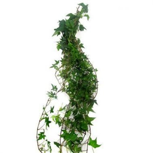 Green Ivy Green Ivy