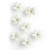 Stephanotis 25 Blooms