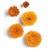 Marigold