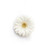 Mini Gerbera