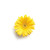 Mini Gerbera