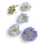 Scabiosa