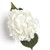 Hydrangea