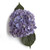 Hydrangea