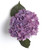 Hydrangea