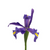 Purple Iris – bulk wholesale flowers Albuquerque Flower Market