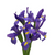Purple Iris