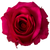Hot Pink Rose