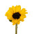 Mini Dark Eye Sunflower