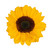 Large Dark Eye Sunflower – Bulk Sunflowers – Albuquerque NM