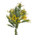 Acacia Yellow Mimosa bulk flowers with fluffy yellow blooms for weddings and floral design in Albuquerque New Mexico
