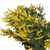 Acacia Yellow Mimosa bulk flowers with fluffy yellow blooms for weddings and floral design in Albuquerque New Mexico