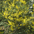 Acacia Yellow Mimosa bulk flowers with fluffy yellow blooms for weddings and floral design in Albuquerque New Mexico