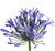 Blue Agapanthus – Bulk Fresh Line Flower – Albuquerque NM
