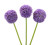 Allium Globe – Bulk Large Purple Flower – Albuquerque NM