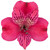 Hot Pink Alstroemeria – Bulk Filler Flower – Albuquerque NM