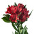 Red Alstroemeria – Bulk Filler Flower – Albuquerque NM