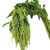 Green Hanging Amaranthus – Bulk Cascade Flower – Albuquerque NM