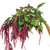 Red Hanging Amaranthus – Bulk Draping Accent Flower – Albuquerque NM