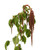 Bronze Hanging Amaranthus – Bulk Cascading Flower – Albuquerque NM