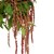Bronze Hanging Amaranthus – Bulk Cascading Flower – Albuquerque NM