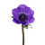 Purple Anemone – Bulk Accent Flower – Albuquerque NM
