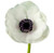 White Anemone with Black Eye – Bulk Accent Flower – Albuquerque NM
