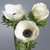 White Anemone with Black Eye – Bulk Accent Flower – Albuquerque NM