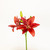 Red Asiatic Lily – Bulk Flowers – Albuquerque NM Red Asiatic Lily – Bulk Flowers – Albuquerque NM
