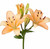 Peach Asiatic Lily – Bulk Flowers – Albuquerque NM