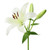 White Asiatic Lily – Bulk Flowers – Albuquerque NM