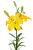 Yellow Asiatic Lily – Bulk Flowers – Albuquerque NM