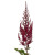 Burgundy Astilbe – Bulk Filler Flower – Albuquerque NM