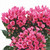 Hot Pink Bouvardia – Bulk Flowers – Albuquerque NM
