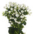 White Bouvardia – Bulk Flowers – Albuquerque NM