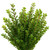 Boxwood Greenery – Bulk Wholesale Filler – Albuquerque NM