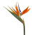 Birds of Paradise – Bulk Tropical Flowers – Albuquerque New Mexico Birds of Paradise – Bulk Tropical Flowers – Albuquerque New Mexico